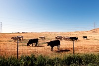 Cattle along the road in central California. Original image from <a href="https://www.rawpixel.com/search/carol%20m.%20highsmith?sort=curated&amp;page=1">Carol M. Highsmith</a>&rsquo;s America, Library of Congress collection. Digitally enhanced by rawpixel.