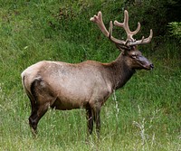 Northern California elk. Original image from <a href="https://www.rawpixel.com/search/carol%20m.%20highsmith?sort=curated&amp;page=1">Carol M. Highsmith</a>&rsquo;s America, Library of Congress collection. Digitally enhanced by rawpixel.