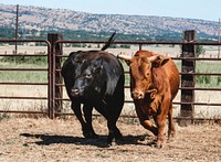 Cattle at Dye Creek Ranch near Red Bluff, California. Original image from Carol M. Highsmith&rsquo;s America, Library of Congress collection. Digitally enhanced by rawpixel.