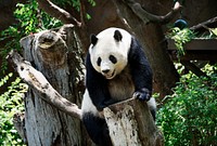 Panda from the San Diego Zoo, a zoo in Balboa Park, San Diego. Original image from Carol M. Highsmith&rsquo;s America, Library of Congress collection. Digitally enhanced by rawpixel.