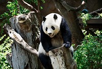 Panda from the San Diego Zoo, a zoo in Balboa Park, San Diego. Original image from Carol M. Highsmith’s America, Library of Congress collection. Digitally enhanced by rawpixel.