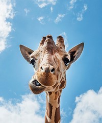 An up-close look at a giraffe at the Gladys Porter Zoo in Brownsville, Texas. Original image from <a href="https://www.rawpixel.com/search/carol%20m.%20highsmith?sort=curated&amp;page=1">Carol M. Highsmith</a>&rsquo;s America, Library of Congress collection. Digitally enhanced by rawpixel.