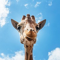 An up-close look at a giraffe at the Gladys Porter Zoo in Brownsville, Texas. Original image from Carol M. Highsmith&rsquo;s America, Library of Congress collection. Digitally enhanced by rawpixel.