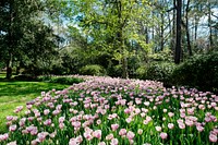 Tulips pop in late winter at the Bayou Bend Collection and Gardens in the River Oaks neighborhood of Houston, Texas. Original image from Carol M. Highsmith&rsquo;s America, Library of Congress collection. Digitally enhanced by rawpixel.