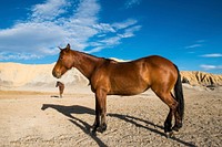 There&#39;s not much to graze on for these horses in the rugged terrain north of Big Bend National Park in the &quot;Trans-Pecos&quot; region of southwest Texas. Original image from <a href="https://www.rawpixel.com/search/carol%20m.%20highsmith?sort=curated&amp;page=1">Carol M. Highsmith</a>&rsquo;s America, Library of Congress collection. Digitally enhanced by rawpixel.