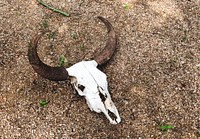 A cow skull - Original image from <a href="https://www.rawpixel.com/search/carol%20m.%20highsmith?sort=curated&amp;page=1">Carol M. </a><a href="https://www.rawpixel.com/search/carol%20m.%20highsmith?sort=curated&amp;page=1">Highsmith</a>&rsquo;s America, Library of Congress collection. Digitally enhanced by rawpixel.