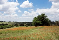 A field of wildflowers at the 1,800-acre Lonesome Pine Ranch, Austin, Texas. Original image from Carol M. Highsmith&rsquo;s America, Library of Congress collection. Digitally enhanced by rawpixel.