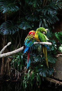 Parrots at the Rainforest Pyramid at Moody Gardens, an educational tourist attraction in Galveston, Texas.