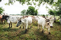 The State of Texas raises longhorn cattle at Abilene State Historical Park on the site of old Fort Griffin. Original image from <a href="https://www.rawpixel.com/search/carol%20m.%20highsmith?sort=curated&amp;page=1">Carol M. Highsmith</a>&rsquo;s America, Library of Congress collection. Digitally enhanced by rawpixel.