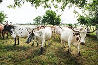 The State of Texas raises longhorn cattle at Abilene State Historical Park on the site of old Fort Griffin. Original image from Carol M. Highsmith&rsquo;s America, Library of Congress collection. Digitally enhanced by rawpixel.