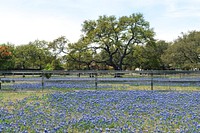 Profusion of the Texas State Flower -- subtle bluebonnets -- in a field in Boerne, Texas, west of San Antonio. Original image from Carol M. Highsmith&rsquo;s America, Library of Congress collection. Digitally enhanced by rawpixel.
