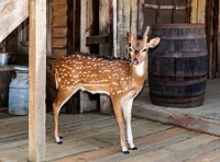A docile young deer at the Enchanted Springs Ranch in Boerne, Texas, northwest of San Antonio. Original image from <a href="https://www.rawpixel.com/search/carol%20m.%20highsmith?sort=curated&amp;page=1">Carol M. Highsmith</a>&rsquo;s America, Library of Congress collection. Digitally enhanced by rawpixel.