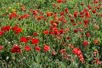 Poppy fields. Original image from Carol M. Highsmith&rsquo;s America, Library of Congress collection. Digitally enhanced by rawpixel.