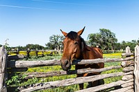 Horse within a lovely meadow in the Lyndon B. Johnson National Historical Park in Johnson City, Texas. Original image from Carol M. Highsmith’s America, Library of Congress collection. Digitally enhanced by rawpixel.