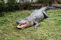 Alligator at the Texas State Aquarium in Corpus Christi. Original image from Carol M. Highsmith’s America, Library of Congress collection. Digitally enhanced by rawpixel.