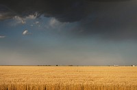 A perfectly flat wheatfield, worthy of western Kansas. Original image from <a href="https://www.rawpixel.com/search/carol%20m.%20highsmith?sort=curated&amp;page=1">Carol M. Highsmith</a>&rsquo;s America, Library of Congress collection. Digitally enhanced by rawpixel.