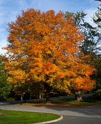 Fall trees in Connecticut. Original image from <a href="https://www.rawpixel.com/search/carol%20m.%20highsmith?sort=curated&amp;page=1">Carol M. Highsmith</a>&rsquo;s America, Library of Congress collection. Digitally enhanced by rawpixel.