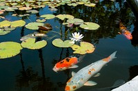 Koi fish at Mission San Juan Capistrano in Southern California. Original image from Carol M. Highsmith&rsquo;s America, Library of Congress collection. Digitally enhanced by rawpixel.