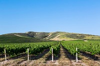 Vineyard in the Midwest. Original image from <a href="https://www.rawpixel.com/search/carol%20m.%20highsmith?sort=curated&amp;page=1">Carol M. </a><a href="https://www.rawpixel.com/search/carol%20m.%20highsmith?sort=curated&amp;page=1">Highsmith</a>&rsquo;s America, Library of Congress collection. Digitally enhanced by rawpixel.