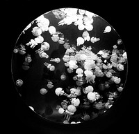 For displaying jellyfish, The Monterey Bay Aquarium uses a Kreisel tank, which creates a circular flow to support and suspend the jellies. Original image from Carol M. Highsmith&rsquo;s America, Library of Congress collection. Digitally enhanced by rawpixel.