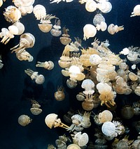 For displaying jellyfish, The Monterey Bay Aquarium uses a Kreisel tank, which creates a circular flow to support and suspend the jellies. Original image from Carol M. Highsmith&rsquo;s America, Library of Congress collection. Digitally enhanced by rawpixel.