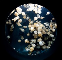 For displaying jellyfish, The Monterey Bay Aquarium uses a Kreisel tank, which creates a circular flow to support and suspend the jellies. Original image from <a href="https://www.rawpixel.com/search/carol%20m.%20highsmith?sort=curated&amp;page=1">Carol M. Highsmith</a>&rsquo;s America, Library of Congress collection. Digitally enhanced by rawpixel.