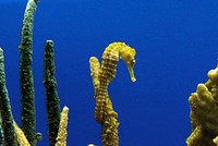 Seahorse. Original image from <a href="https://www.rawpixel.com/search/carol%20m.%20highsmith?sort=curated&amp;page=1">Carol M. Highsmith</a>&rsquo;s America, Library of Congress collection. Digitally enhanced by rawpixel.