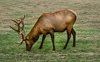 Roosevelt Elk roam in Orick, California. Original image from <a href="https://www.rawpixel.com/search/carol%20m.%20highsmith?sort=curated&amp;page=1">Carol M. Highsmith</a>&rsquo;s America, Library of Congress collection. Digitally enhanced by rawpixel.