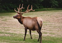 Roosevelt Elk roam in Orick, California. Original image from <a href="https://www.rawpixel.com/search/carol%20m.%20highsmith?sort=curated&amp;page=1">Carol M. Highsmith</a>&rsquo;s America, Library of Congress collection. Digitally enhanced by rawpixel.