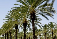 Palm tree palms form line in a shopping center in Irvine, California. Original image from <a href="https://www.rawpixel.com/search/carol%20m.%20highsmith?sort=curated&amp;page=1">Carol M. Highsmith</a>&rsquo;s America, Library of Congress collection. Digitally enhanced by rawpixel.