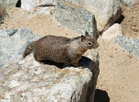 This view of a ground squirrel is a common sight along the Pacific Coast. Original image from Carol M. Highsmith&rsquo;s America, Library of Congress collection. Digitally enhanced by rawpixel.