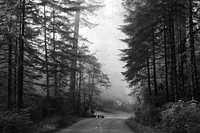 Lady Bird Johnson Grove in Northern California. Original image from <a href="https://www.rawpixel.com/search/carol%20m.%20highsmith?sort=curated&amp;page=1">Carol M. Highsmith</a>&rsquo;s America, Library of Congress collection. Digitally enhanced by rawpixel.