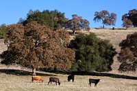 Cattle graze along the road in Northern California. Original image from Carol M. Highsmith&rsquo;s America, Library of Congress collection. Digitally enhanced by rawpixel.