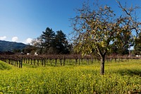 Wild mustard plants bring color to the otherwise dormant vines of California&#39;s Napa Valley in wintertime. Original image from <a href="https://www.rawpixel.com/search/carol%20m.%20highsmith?sort=curated&amp;page=1">Carol M. Highsmith</a>&rsquo;s America, Library of Congress collection. Digitally enhanced by rawpixel.
