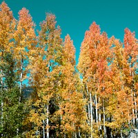 Fall aspens in San Juan County, Colorado USA - Original image from <a href="https://www.rawpixel.com/search/carol%20m.%20highsmith?sort=curated&amp;page=1">Carol M. Highsmith</a>&rsquo;s America, Library of Congress collection. Digitally enhanced by rawpixel