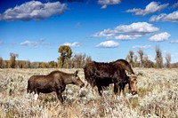 Moose graze in Grand Teton National Park in northwest Wyoming. Original image from Carol M. Highsmith&rsquo;s America, Library of Congress collection. Digitally enhanced by rawpixel.