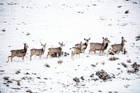 Mule deer gather on a snowy hillside in Sweetwater County, Wyoming. Original image from <a href="https://www.rawpixel.com/search/carol%20m.%20highsmith?sort=curated&amp;page=1">Carol M. Highsmith</a>&rsquo;s America, Library of Congress collection. Digitally enhanced by rawpixel.