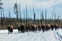 American bison, or buffaloes, in Yellowstone National Park in the northwest corner of Wyoming. Original image from Carol M. Highsmith&rsquo;s America, Library of Congress collection. Digitally enhanced by rawpixel.