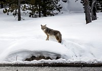 A lone and lean coyote makes the best of wintertime in the northernmost Wyoming reaches of Yellowstone National Park. Original image from <a href="https://www.rawpixel.com/search/carol%20m.%20highsmith?sort=curated&amp;page=1">Carol M. Highsmith</a>&rsquo;s America, Library of Congress collection. Digitally enhanced by rawpixel.