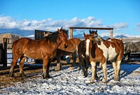 Horses rest after a romp in the snow at the Midland Ranch, in the shadow of the Wind River Range of the Northern Rockies in remote Sweetwater County, Wyoming. Original image from <a href="https://www.rawpixel.com/search/carol%20m.%20highsmith?sort=curated&amp;page=1">Carol M. Highsmith</a>&rsquo;s America, Library of Congress collection. Digitally enhanced by rawpixel.