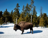 American bison, or buffaloes, in Yellowstone National Park in the northwest corner of Wyoming. Original image from <a href="https://www.rawpixel.com/search/carol%20m.%20highsmith?sort=curated&amp;page=1">Carol M. Highsmith</a>&rsquo;s America, Library of Congress collection. Digitally enhanced by rawpixel.