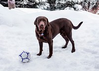 Puka the chocolate lab, in Aspen, Colorado. Original image from Carol M. Highsmith&rsquo;s America, Library of Congress collection. Digitally enhanced by rawpixel.
