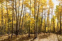 Fall in the San Juan Mountains of Conejos County, Colorado, near the New Mexico border - Original image from <a href="https://www.rawpixel.com/search/carol%20m.%20highsmith?sort=curated&amp;page=1">Carol M. Highsmith</a>&rsquo;s America, Library of Congress collection. Digitally enhanced by rawpixel.