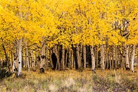 Fall Aspens in San Juan County, Colorado USA - Original image from Carol M. Highsmith&rsquo;s America, Library of Congress collection. Digitally enhanced by rawpixel