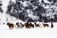 A mixed herd of wild and domesticated horses frolics on the Ladder Livestock ranch, at the Wyoming-Colorado border. Original image from <a href="https://www.rawpixel.com/search/carol%20m.%20highsmith?sort=curated&amp;page=1">Carol M. Highsmith</a>&rsquo;s America, Library of Congress collection. Digitally enhanced by rawpixel.