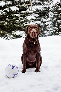 Puka the chocolate lab, in Aspen, Colorado. Original image from <a href="https://www.rawpixel.com/search/carol%20m.%20highsmith?sort=curated&amp;page=1">Carol M. Highsmith</a>&rsquo;s America, Library of Congress collection. Digitally enhanced by rawpixel.