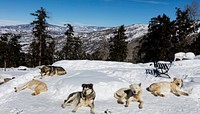 Sled dogs get a breather in the Rocky Mountain backcountry near the ski resort of Snowmass Village, Colorado. Original image from Carol M. Highsmith&rsquo;s America, Library of Congress collection. Digitally enhanced by rawpixel.