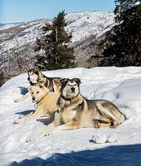Sled dogs get a breather in the Rocky Mountain backcountry near the ski resort of Snowmass Village, Colorado. Original image from <a href="https://www.rawpixel.com/search/carol%20m.%20highsmith?sort=curated&amp;page=1">Carol M. Highsmith</a>&rsquo;s America, Library of Congress collection. Digitally enhanced by rawpixel.