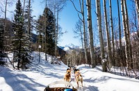 Sled dogs in the Rocky Mountain backcountry near the ski resort of Snowmass Village, Colorado. Original image from <a href="https://www.rawpixel.com/search/carol%20m.%20highsmith?sort=curated&amp;page=1">Carol M. Highsmith</a>&rsquo;s America, Library of Congress collection. Digitally enhanced by rawpixel.