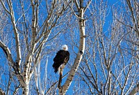A young bald eagle surveys the world below in the vast Wyoming portion of Yellowstone National Park. Original image from <a href="https://www.rawpixel.com/search/carol%20m.%20highsmith?sort=curated&amp;page=1">Carol M. Highsmith</a>&rsquo;s America, Library of Congress collection. Digitally enhanced by rawpixel.